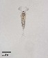  ( - PanCan-0087)  @11 [ ] by-nc-sa (2025) Smithsonian Tropical Research Institute Smithsonian Tropical Research Institute