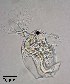  ( - PanCan-0140)  @11 [ ] by-nc-sa (2025) Smithsonian Tropical Research Institute Smithsonian Tropical Research Institute