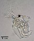  ( - PanCan-0140)  @11 [ ] by-nc-sa (2025) Smithsonian Tropical Research Institute Smithsonian Tropical Research Institute