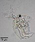  ( - PanCan-0140)  @11 [ ] by-nc-sa (2025) Smithsonian Tropical Research Institute Smithsonian Tropical Research Institute