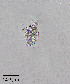  ( - PanCan-0142)  @11 [ ] by-nc-sa (2025) Smithsonian Tropical Research Institute Smithsonian Tropical Research Institute