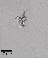  ( - PanCan-0142)  @11 [ ] by-nc-sa (2025) Smithsonian Tropical Research Institute Smithsonian Tropical Research Institute