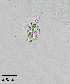  ( - PanCan-0142)  @11 [ ] by-nc-sa (2025) Smithsonian Tropical Research Institute Smithsonian Tropical Research Institute