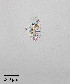  ( - PanCan-0142)  @11 [ ] by-nc-sa (2025) Smithsonian Tropical Research Institute Smithsonian Tropical Research Institute