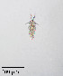  ( - PanCan-0158)  @11 [ ] by-nc-sa (2025) Smithsonian Tropical Research Institute Smithsonian Tropical Research Institute