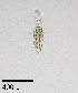  ( - PanCan-0158)  @11 [ ] by-nc-sa (2025) Smithsonian Tropical Research Institute Smithsonian Tropical Research Institute