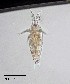  ( - PanCan-0158)  @11 [ ] by-nc-sa (2025) Smithsonian Tropical Research Institute Smithsonian Tropical Research Institute