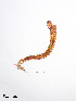  (Cladopelma cf. forcipis - PanCan-0280)  @11 [ ] by-nc-sa (2025) Smithsonian Tropical Research Institute Smithsonian Tropical Research Institute