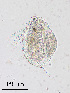  ( - PanCan-0290)  @11 [ ] by-nc-sa (2025) Smithsonian Tropical Research Institute Smithsonian Tropical Research Institute