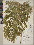  (Woodwardia fimbriata - CCDB-23366-F01)  @11 [ ] CreativeCommons - Attribution (2014) Linda Jennings University of British Columbia