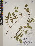  (Symphoricarpos hesperius - CCDB-23367-E07)  @11 [ ] CreativeCommons - Attribution (2014) Linda Jennings University of British Columbia