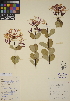  (Lonicera etrusca - CCDB-23367-F07)  @11 [ ] CreativeCommons - Attribution (2014) Linda Jennings University of British Columbia