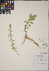  (Chenopodium acuminatum - CCDB-23388-B02)  @11 [ ] CreativeCommons - Attribution (2014) Linda Jennings University of British Columbia