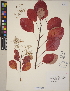  (Cotinus - CCDB-23388-C03)  @11 [ ] CreativeCommons - Attribution (2014) Linda Jennings University of British Columbia