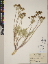  (Lomatium foeniculaceum - CCDB-23388-D04)  @11 [ ] CreativeCommons - Attribution (2014) Linda Jennings University of British Columbia