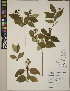  (Philadelphus pubescens - CCDB-23390-F10)  @11 [ ] CreativeCommons - Attribution (2014) Linda Jennings University of British Columbia