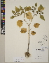  (Physalis philadelphica - CCDB-24913-C11)  @11 [ ] CreativeCommons - Attribution (2014) Linda Jennings University of British Columbia
