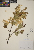  (Malus prunifolia - CCDB-24913-G05)  @11 [ ] CreativeCommons - Attribution (2014) Linda Jennings University of British Columbia