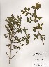  (Lonicera subhispida - PDBK2000-0247)  @11 [ ] Copyright (2000) Ki Joong Kim Korea University Herbarium (KUS)