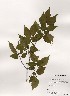  ( - PDBK2000-0841)  @11 [ ] Copyright (2000) Ki Joong Kim Korea University Herbarium (KUS)