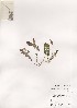  ( - PDBK2001-0343)  @11 [ ] Copyright (2001) Ki Joong Kim Korea University Herbarium (KUS)