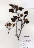  ( - PDBK2003-0255)  @11 [ ] Copyright (2003) Ki Joong Kim Korea University Herbarium (KUS)