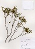  ( - PDBK2003-1502)  @11 [ ] Copyright (2003) Ki Joong Kim Korea University Herbarium (KUS)