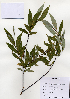  (Salix rorida - PDBK2004-1278)  @11 [ ] Copyright (2004) Ki Joong Kim Korea University Herbarium (KUS)