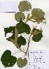  ( - PDBK2004-1299)  @11 [ ] Copyright (2004) Ki Joong Kim Korea University Herbarium (KUS)