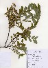  ( - PDBK2004-1321)  @11 [ ] Copyright (2004) Ki Joong Kim Korea University Herbarium (KUS)