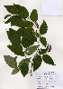  (Carpinus japonica - PDBK2005-1236)  @11 [ ] Copyright (2005) Ki Joong Kim Korea University Herbarium (KUS)