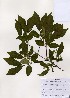  (Zabelia - PDBK2006-0364)  @11 [ ] Copyright (2006) Ki Joong Kim Korea University Herbarium (KUS)