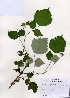  ( - PDBK2006-0725)  @11 [ ] Copyright (2006) Ki Joong Kim Korea University Herbarium (KUS)