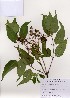  ( - PDBK2006-1123)  @11 [ ] Copyright (2006) Ki Joong Kim Korea University Herbarium (KUS)