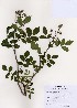  ( - PDBK2006-1320)  @11 [ ] Copyright (2006) Ki Joong Kim Korea University Herbarium (KUS)