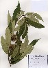  ( - PDBK2006-1628)  @11 [ ] Copyright (2006) Ki Joong Kim Korea University Herbarium (KUS)