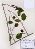  ( - PDBK2006-2272)  @11 [ ] Copyright (2006) Ki Joong Kim Korea University Herbarium (KUS)