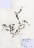 (Mitchella - PDBK2006-2461)  @11 [ ] Copyright (2006) Ki Joong Kim Korea University Herbarium (KUS)