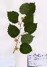  ( - PDBK2007-0264)  @11 [ ] Copyright (2007) Ki Joong Kim Korea University Herbarium (KUS)