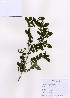  (Ligustrum obtusifolium - PDBK2007-0449)  @11 [ ] Copyright (2007) Ki Joong Kim Korea University Herbarium (KUS)