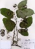  ( - PDBK2007-0717)  @11 [ ] Copyright (2007) Ki Joong Kim Korea University Herbarium (KUS)