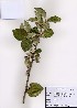  ( - PDBK2008-0002)  @11 [ ] Copyright (2008) Ki Joong Kim Korea University Herbarium (KUS)
