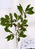  ( - PDBK2008-0162)  @11 [ ] Copyright (2008) Ki Joong Kim Korea University Herbarium (KUS)