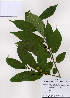  (Rhamnella franguloides - PDBK2008-0439)  @11 [ ] Copyright (2008) Ki Joong Kim Korea University Herbarium (KUS)