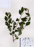  (Spiraea miyabei - PDBK2008-1047)  @11 [ ] Copyright (2008) Ki Joong Kim Korea University Herbarium (KUS)