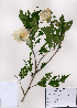  ( - PDBK2008-1089)  @11 [ ] Copyright (2008) Ki Joong Kim Korea University Herbarium (KUS)