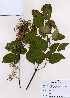  ( - PDBK2008-1300)  @11 [ ] Copyright (2008) Ki Joong Kim Korea University Herbarium (KUS)