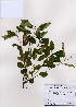  (Securinega - PDBK2008-1365)  @11 [ ] Copyright (2008) Ki Joong Kim Korea University Herbarium (KUS)
