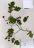  ( - PDBK2008-1541)  @11 [ ] Copyright (2008) Ki Joong Kim Korea University Herbarium (KUS)
