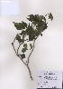  ( - PDBK2009-0021)  @11 [ ] Copyright (2009) Ki Joong Kim Korea University Herbarium (KUS)